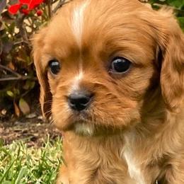Cavalier King Charles Spaniels from Oak Haven Cavaliers