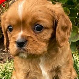 Cavalier King Charles Spaniels from Oak Haven Cavaliers