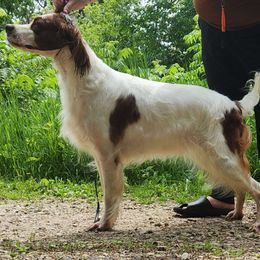 Zeta - Irish Red and White Setter