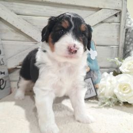 Lexi - Black tri-color female Aussiedoodle puppy in Roanoke, Virginia from Miniature Angels Farm