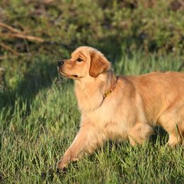 Goose - Golden Retriever