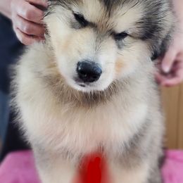 Alaskan Malamute Puppies from Coon Creek Alaskan Malamutes