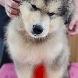 Alaskan Malamute Puppies from Coon Creek Alaskan Malamutes