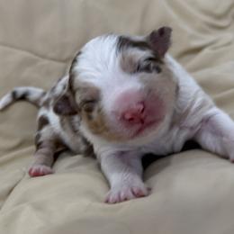 Girl 3 - Red merle female Australian Shepherd puppy in Sudbury, Massachusetts from Wild Atlantic  Aussies