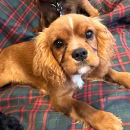 Duke - Ruby Cavalier King Charles Spaniel puppy in Felicity, Ohio from Napier Cavaliers