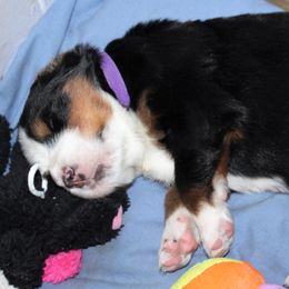 Bernese Mountain Dog Puppies from Baby Bear Bernese Kennel