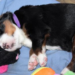 Bernese Mountain Dog Puppies from Baby Bear Bernese Kennel