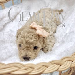 Ruby - Cafe au lait female Maltipoo puppy in Spring, Texas from GlamPaw Maltipoos