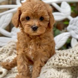 Sugar Baby - Red female Cavapoo puppy in Arlington, Texas from Van Haselen Poodles and Doodles
