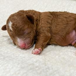 Poodle Puppies from Yellow Dog Farm