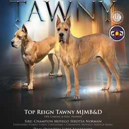 Tawny - Great Dane