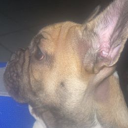 French Bulldogs from McCloney's French Bulldogs