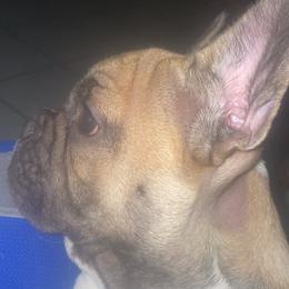 French Bulldogs from McCloney's French Bulldogs
