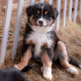 Australian Shepherd and Miniature Australian Shepherd Puppies from Black Hills Aussies