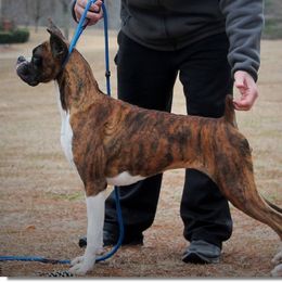 Boxer All Grown Up from Rummer Run Boxers