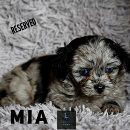Aussiedoodle and Australian Shepherd Puppies from Legacy Farm