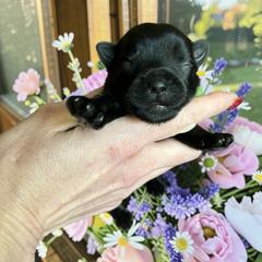 Russian Salon Dog and Yorkshire Terrier Puppies from Yorkies Kisses