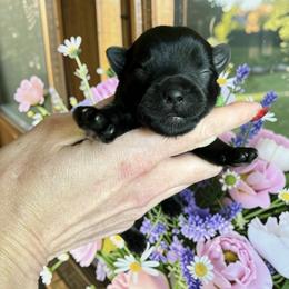 Russian Salon Dog and Yorkshire Terrier Puppies from Yorkies Kisses