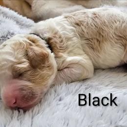Black collar - Parti male Goldendoodle puppy in Fayetteville, North Carolina from Frannie's Goldendoodle Puppies