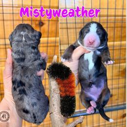 Mistyweather - Blue merle female Bernedoodle puppy in Banner Elk, North Carolina from Walnut Tree Bernedoodles