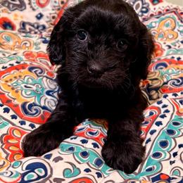 Gigi - Black female Cavapoo puppy in Manorville, New York from Melissa's East End Cavaliers