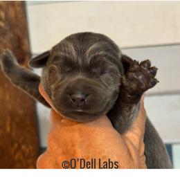 Hermoine - Black female Labrador Retriever puppy in Sullivan, Missouri from O’Dell Labs