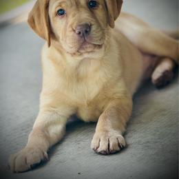 Poppy-Pink Collar - Yellow female Labrador Retriever puppy in Penn Valley, California from Pleasant Valley Creekside Ranch, LLC
