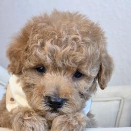 Cliff - Red  male Goldendoodle puppy in Leander, Texas from Doodle Doula