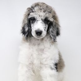 Bordoodle, Goldendoodle, and Poodle Puppies from Pacific Northwest Doodles