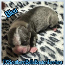 Blue - Blue male Boston Terrier puppy in Brazos Point, Texas from TX Southern Belle Bostons