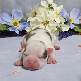 Chocolate Splash Boy - Red male Boston Terrier puppy in San Antonio, Texas from JT Bostons