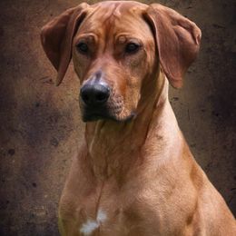 Caipirinha - Rhodesian Ridgeback