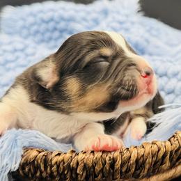 Tri boy 3 - Black and tan male Pembroke Welsh Corgi puppy in Hale, Michigan from All Hale Corgis