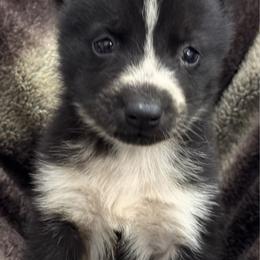 Male 2 (white around muzzle) - Black and white male Siberian Husky puppy in Doswell, Virginia from Shinko Siberians