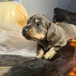 Jason - Fawn (isabella) and cream male Dachshund puppy in Springfield, Oregon from Storybook Dachshunds