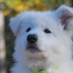 Lime green collar - Berger Blanc Suisse puppy in Graham, Washington from Itrek White Swiss Shepherds