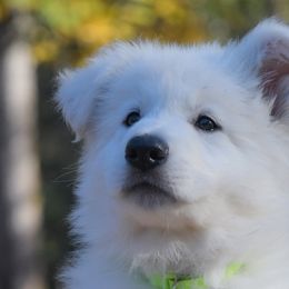 Lime green collar - Berger Blanc Suisse puppy in Graham, Washington from Itrek White Swiss Shepherds
