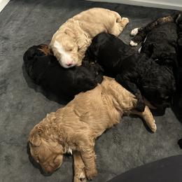 Bernedoodle and Goldendoodle Puppies from Forest Family Doodles