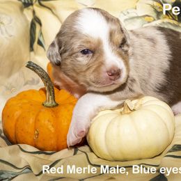 Toy Australian Shepherd Puppies from D'arbonne Aussie