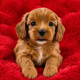 Rosie - Red female Cavapoo puppy in Buda, Texas from Haus of Doodles