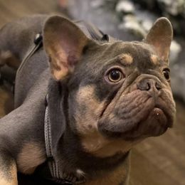French Bulldogs from Rich Paws Kennels