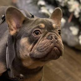 French Bulldogs from Rich Paws Kennels