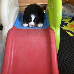 Bernese Mountain Dog Puppies from Gusto Bernese Mountain Dogs