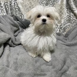 Boy 1 - White Maltese puppy in Billingsley, Alabama from Euphoria Maltese