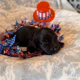 Waylon - Black and cream male Dachshund puppy in Guthrie, Kentucky from Triple T Dachshunds