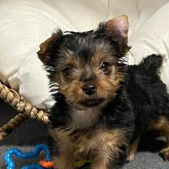 Siberian Huskies and Yorkshire Terriers from Swan City Puppies