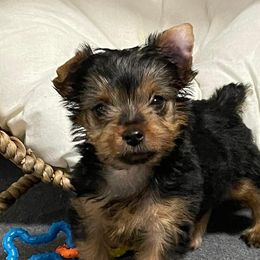 Siberian Huskies and Yorkshire Terriers from Swan City Puppies