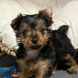 Siberian Huskies and Yorkshire Terriers from Swan City Puppies