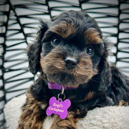 Chanel - Red female Cavapoo puppy in Palm Beach County, Florida from Benji’s Cockapoos