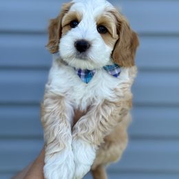 Australian Labradoodle Puppies from Grand Peaks Labradoodles